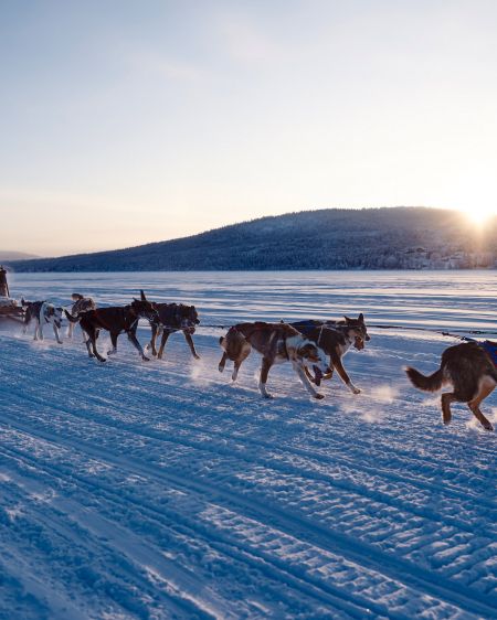 Mann fährt mit Hundeschlitten im Sonnenuntergang über schneebedeckte Ebene in Lappland