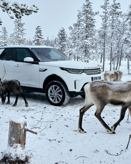 Land Rover Discovery steht in verschneitem Wald inmitten einer Rentierherde