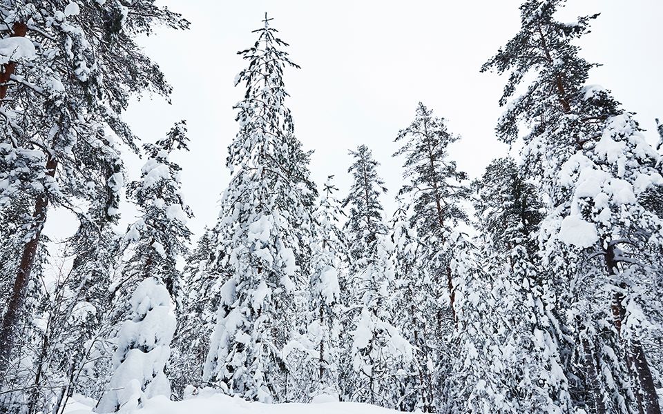 Snow-covered forest in finlands wilderness