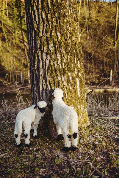Two Valais black-nosed lambs on a tree
