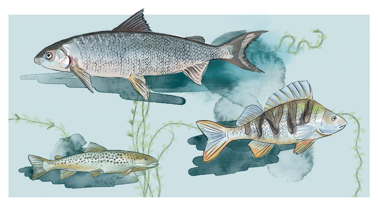 Realistic watercolor illustration of three different fish species in an underwater environment with aquatic plants
